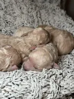 Butters Jr, a male Poodle - Toy  for sale in Tyler, TX – Photo 8 of 8