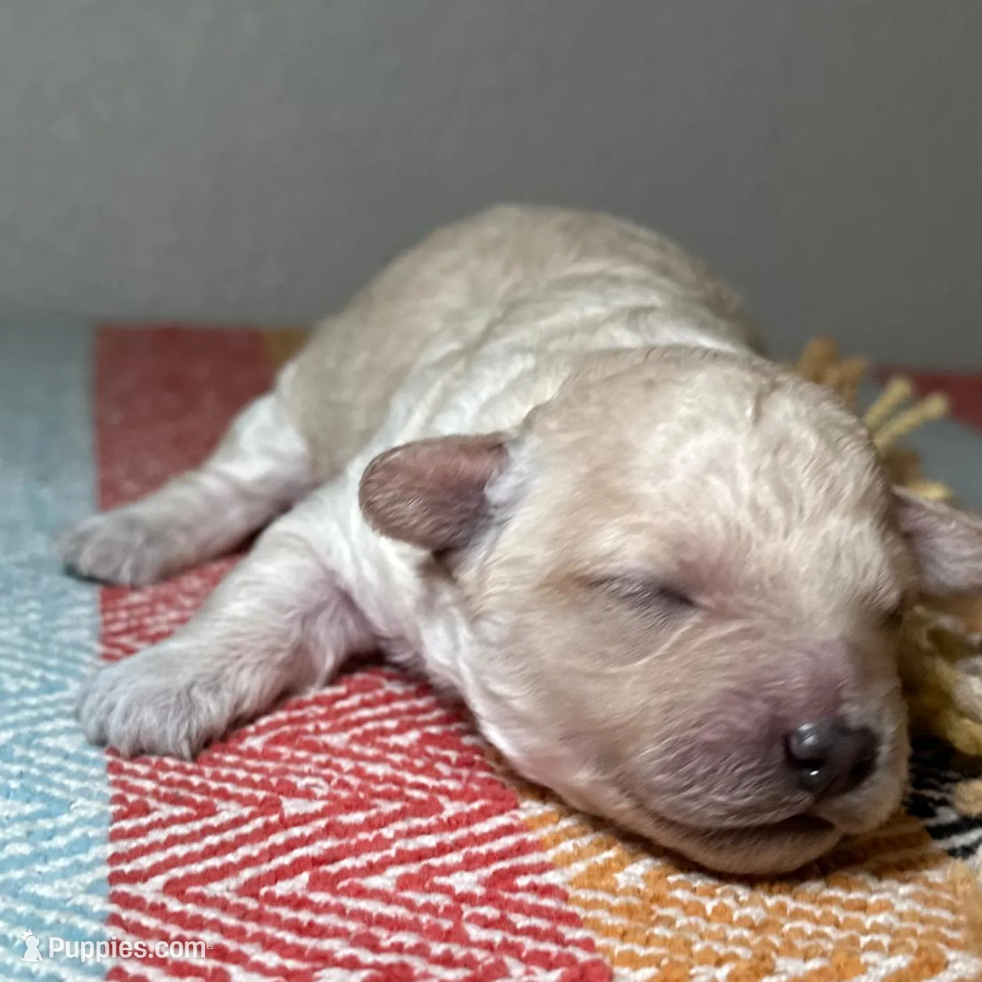 Butters Jr, a male Poodle - Toy  for sale in Tyler, TX – Photo 3 of 8