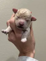 C.Jr., a male Poodle - Toy  for sale in Tyler, TX – Photo 4 of 5