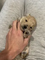 Curly , a male Poodle - Toy  for sale in Tyler, TX – Photo 5 of 8