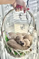 Curly , a male Poodle - Toy  for sale in Tyler, TX – Photo 4 of 8