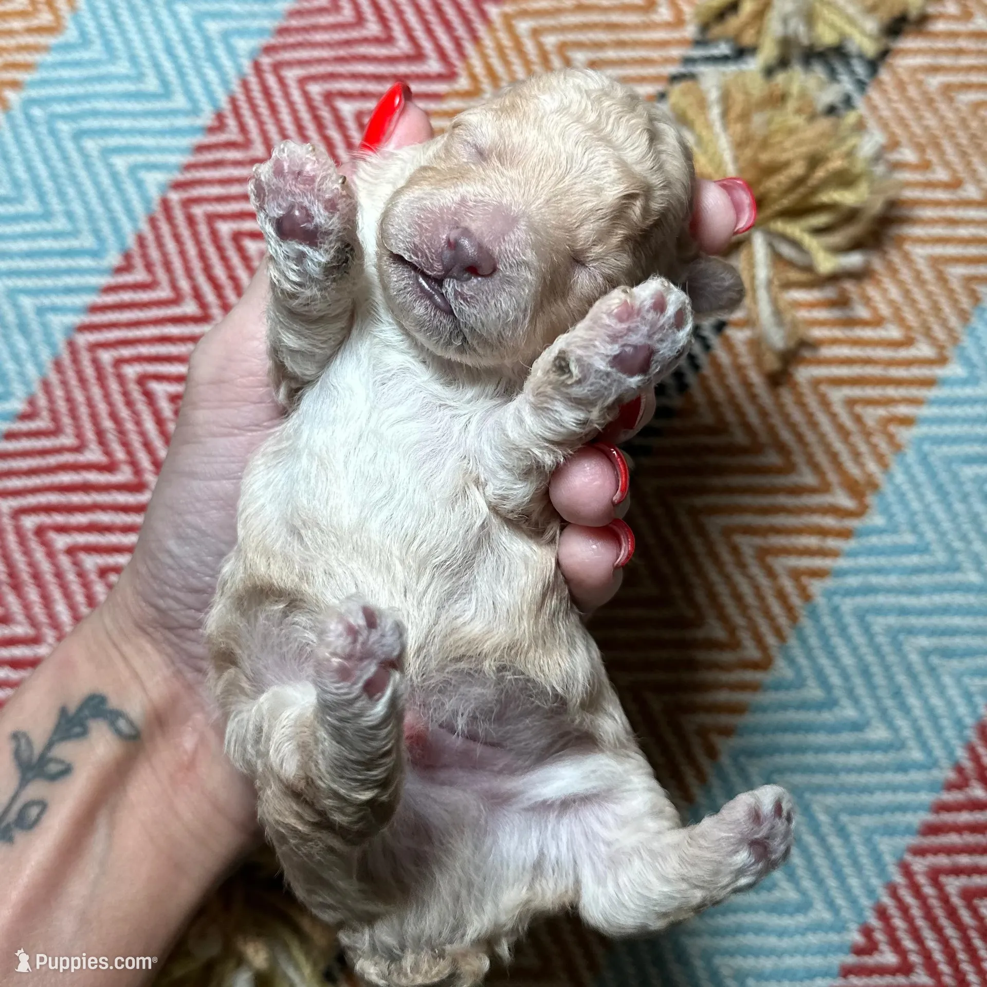 C.Jr., a male Poodle - Toy  for sale in Tyler, TX – Photo 2 of 5