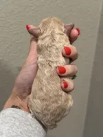 C.Jr., a male Poodle - Toy  for sale in Tyler, TX – Photo 5 of 5