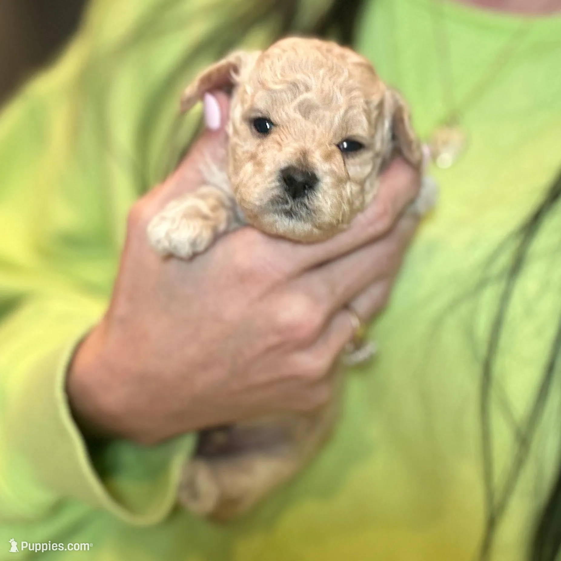 Curly , a male Poodle - Toy  for sale in Tyler, TX – Photo 1 of 8
