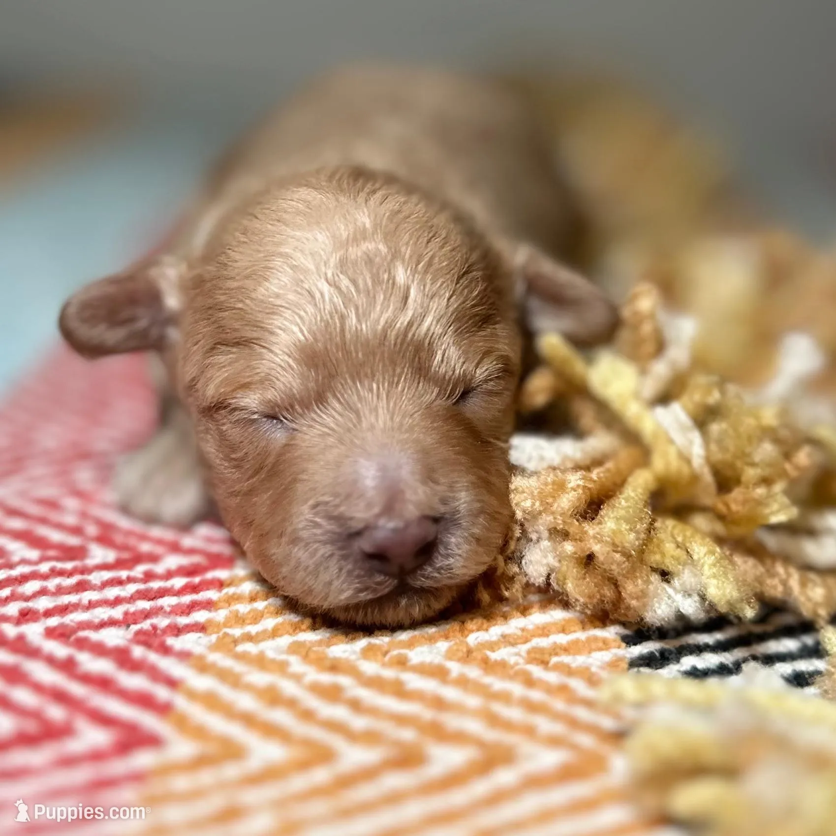 Pretzel , a male Poodle - Toy  for sale in Tyler, TX – Photo 3 of 6
