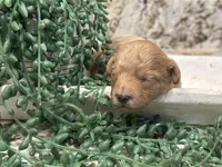 Pretzel , a male Poodle - Toy  for sale in Tyler, TX – Photo 1 of 6