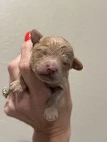 Pretzel , a male Poodle - Toy  for sale in Tyler, TX – Photo 6 of 6