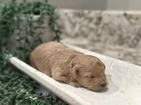 Pretzel , a male Poodle - Toy  for sale in Tyler, TX – Photo 2 of 6