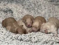 Pretzel , a male Poodle - Toy  for sale in Tyler, TX – Photo 5 of 6