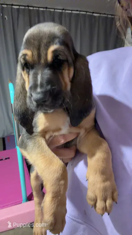 Pink – Bloodhound puppy for sale in Montgomery City, MO