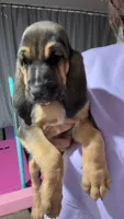 Pink, a female Bloodhound for sale in Montgomery City, MO – 1 of 1