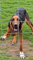 Patty, a female Bloodhound for sale in Montgomery City, MO – 2 of 3