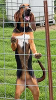 Patty, a female Bloodhound for sale in Montgomery City, MO – 3 of 3