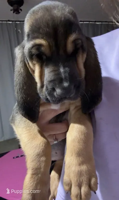 Blue – Bloodhound puppy for sale in Montgomery City, MO