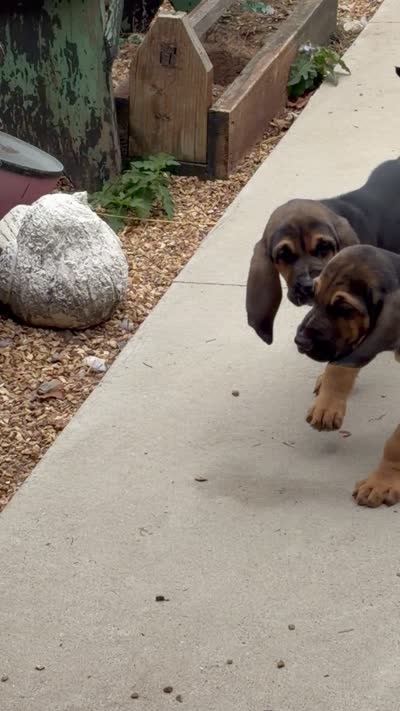 Blue, a male Bloodhound for sale in Montgomery City, MO – 2 of 2