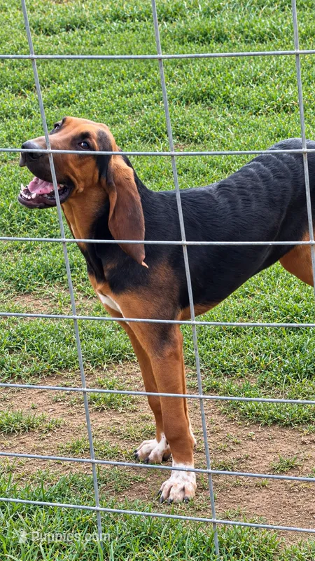 Patty – Bloodhound puppy for sale in Montgomery City, MO