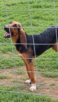 Patty, a female Bloodhound for sale in Montgomery City, MO – 1 of 3
