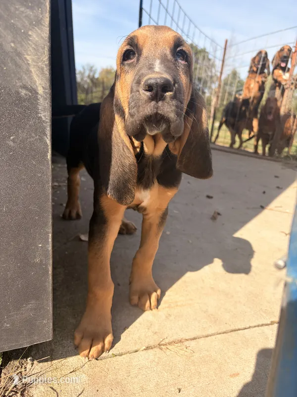 Blue – Bloodhound puppy for sale in Montgomery City, MO