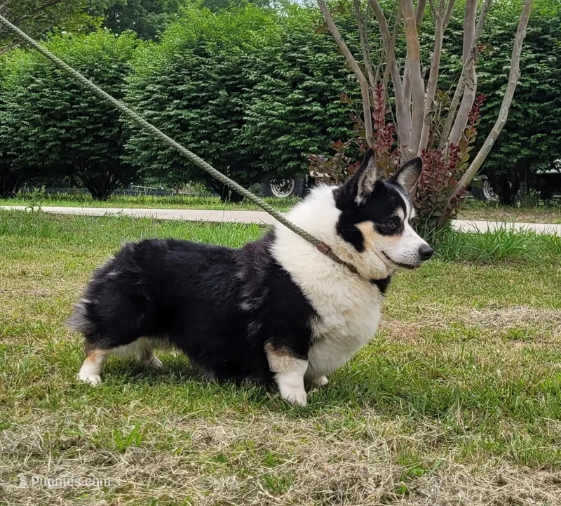 Ransom – Pembroke Welsh Corgi puppy for sale in Sparta, TN