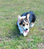 Drake, a male Pembroke Welsh Corgi for sale in Sparta, TN – 5 of 5