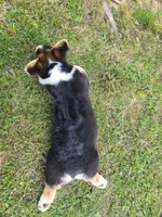 Ada, a female Pembroke Welsh Corgi for sale in Sparta, TN – 2 of 2