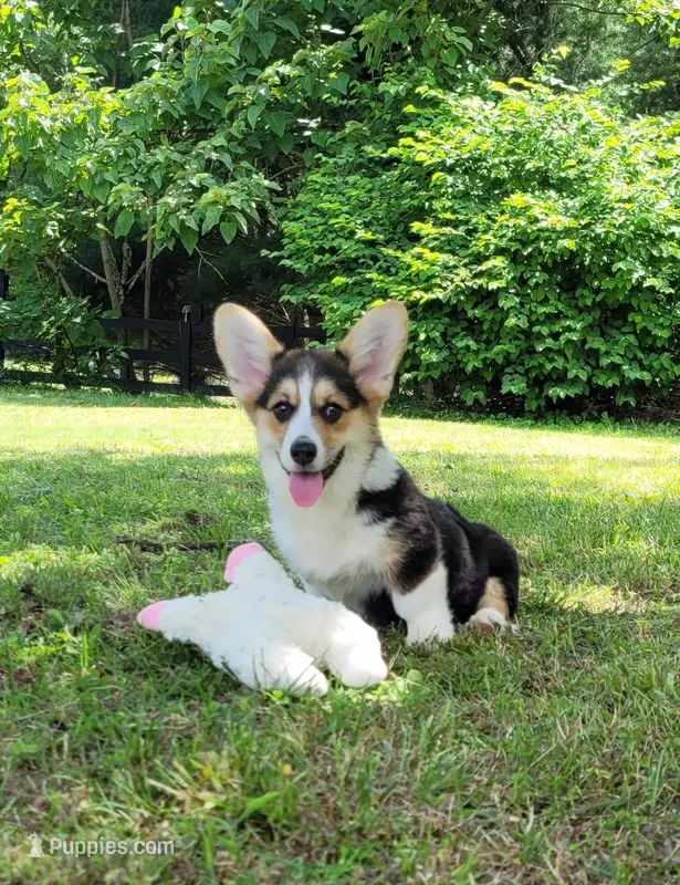 Ada – Pembroke Welsh Corgi puppy for sale in Sparta, TN