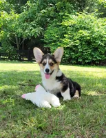 Ada, a female Pembroke Welsh Corgi for sale in Sparta, TN – 1 of 2