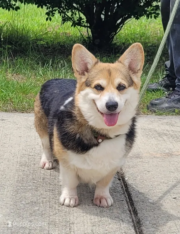 Sailor – Pembroke Welsh Corgi puppy for sale in Sparta, TN