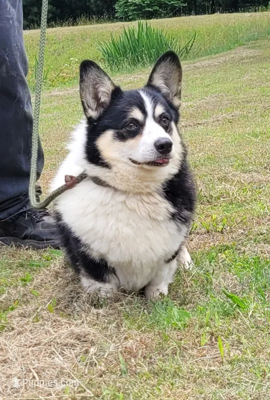 Ransom – Pembroke Welsh Corgi puppy for sale in Sparta, TN