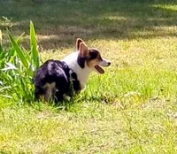 Drake, a male Pembroke Welsh Corgi for sale in Sparta, TN – 4 of 5