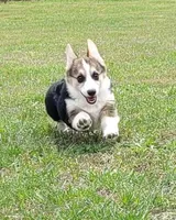 Dusty, a male Pembroke Welsh Corgi for sale in Sparta, TN – 2 of 3