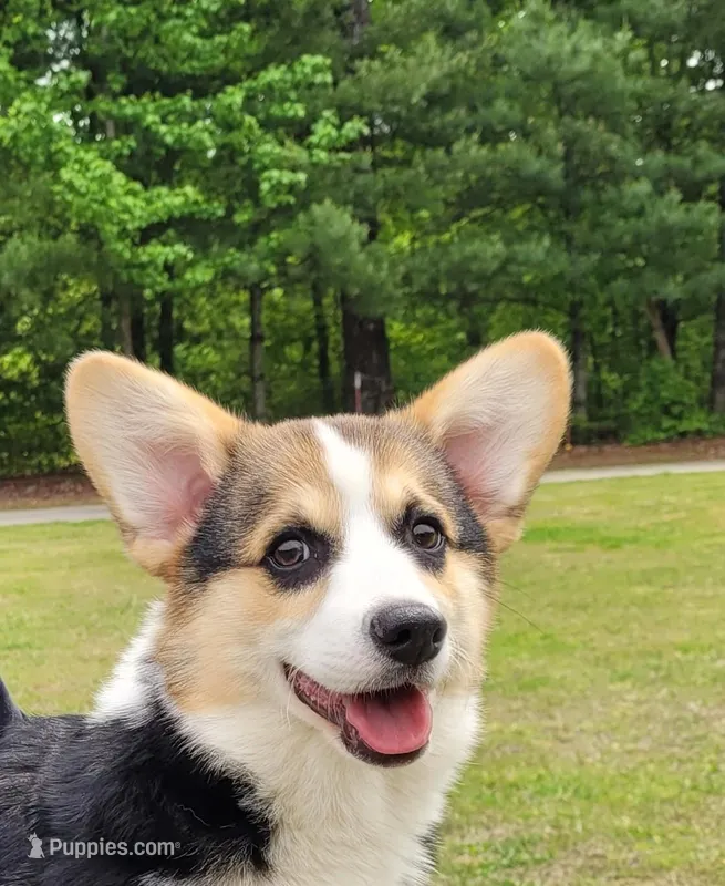 Dusty – Pembroke Welsh Corgi puppy on hold in Sparta, TN