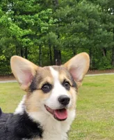 Dusty, a male Pembroke Welsh Corgi for sale in Sparta, TN – 1 of 3