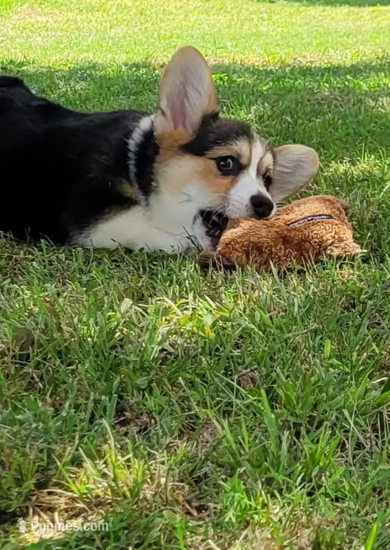 Abby – Pembroke Welsh Corgi puppy for sale in Sparta, TN