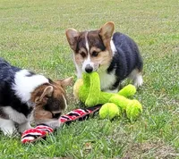 Drake, a male Pembroke Welsh Corgi for sale in Sparta, TN – 2 of 5