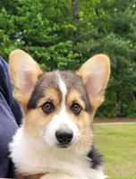Drake, a male Pembroke Welsh Corgi for sale in Sparta, TN – 1 of 5