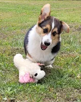 Drake, a male Pembroke Welsh Corgi for sale in Sparta, TN – 3 of 5
