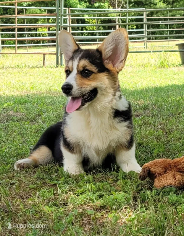 Abby – Pembroke Welsh Corgi puppy for sale in Sparta, TN