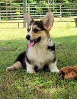 Abby, a female Pembroke Welsh Corgi for sale in Sparta, TN – 2 of 2