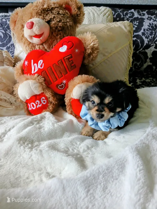 Bentley  – Yorkshire Terrier puppy for sale in Slidell, LA