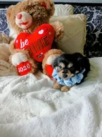 Bentley , a male Yorkshire Terrier for sale in Slidell, LA – 1 of 5