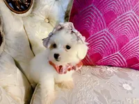 Lexus, a female Maltese for sale in Slidell, LA – 4 of 4