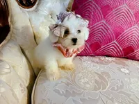 Lexus, a female Maltese for sale in Slidell, LA – 3 of 4