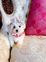 Lexus, a female Maltese for sale in Slidell, LA – 2 of 4
