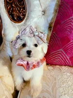 Lexus, a female Maltese for sale in Slidell, LA – 1 of 4