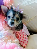 Princess, a female Yorkshire Terrier for sale in Slidell, LA – 3 of 3