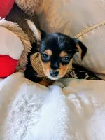 Mercedes, a female Yorkshire Terrier for sale in Slidell, LA – 2 of 2