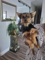 Rocky, a male Yorkshire Terrier for sale in New Orleans, LA – 2 of 2