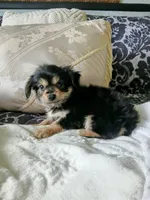 Bentley , a male Yorkshire Terrier for sale in Slidell, LA – 3 of 5