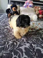Aladdin , a male Poodle - Miniature  for sale in Slidell, LA – 2 of 7